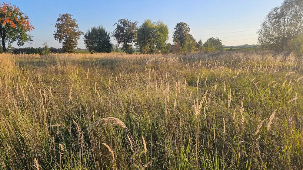 Sprzedam działkę budowlaną w Mrowinie z pozwoleniem na budowę - Widok 4