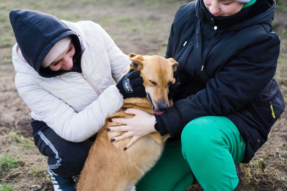 7 letni Roko szuka domu!