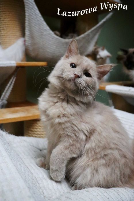 Ragdoll Cherubim Piękna Morelka