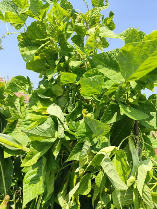 Vendo produtos frescos e naturais directos da horta!