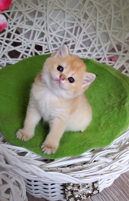 Ручные и ласковые котята, малыши золотая шиншилла