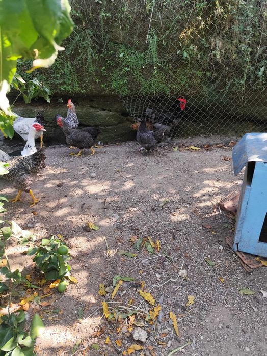Ovos galados para incubadora