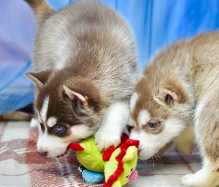 Игривые, приучены к порядку