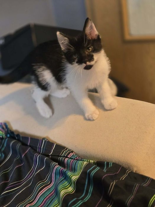 Do adopcji od zaraz kocurek słodki