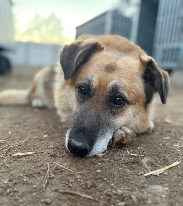 Nero dorosły pies szuka domu