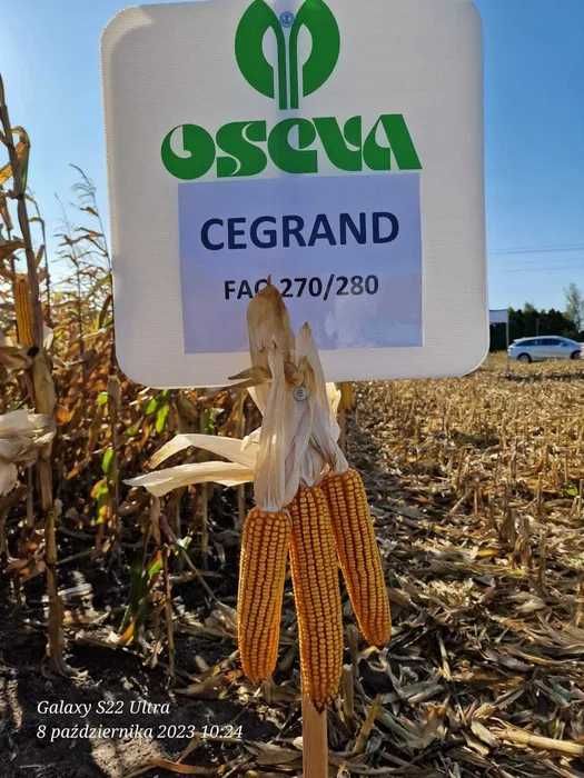 Kukurydza CEGRAND ziarno FAO 270/280 (80 tys. nasion)
