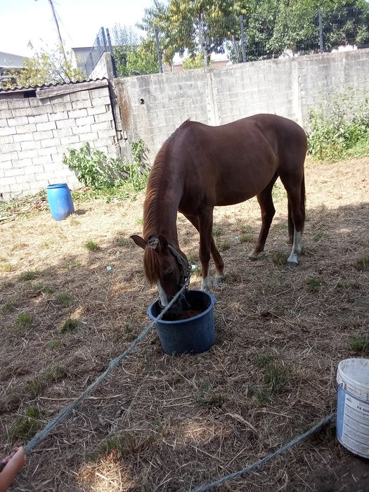 Égua laza 11 anos  cruzada