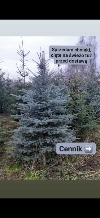 Choinki, świerki 2m i więcej