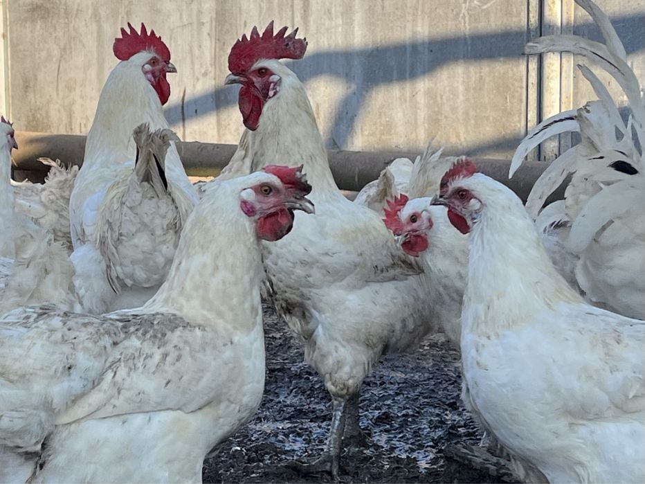 Кури інкубаційне яйце , помісь бресс гальських з домашніми