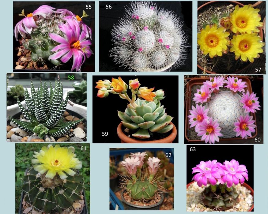 Кактуси, сукуленти для флораріума, мамілярія, гімнокаліціум,нотокактус