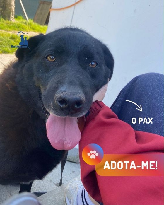 Pax - cao de porte grande