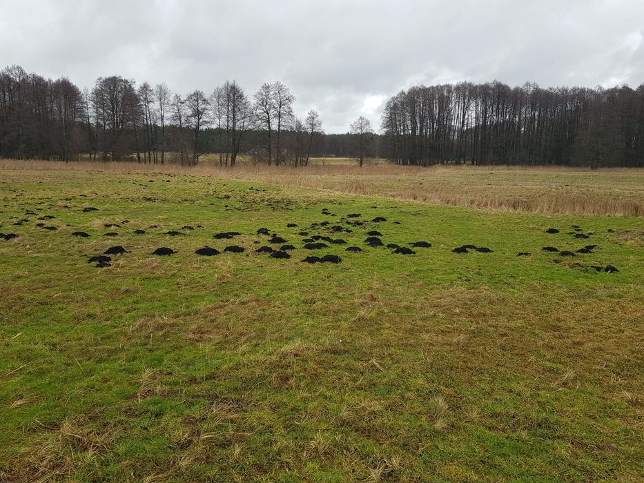 Piękna dzialka 2,9 ha nad rzeką Piławką w otoczeniu lasu