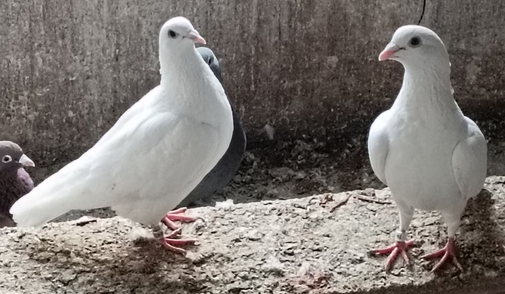 Wypożyczę białe gołebie na ślub
