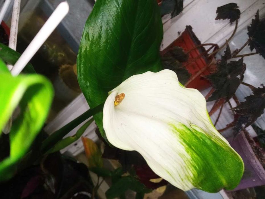 Кала Зелена Богиня(Грін Годдес)