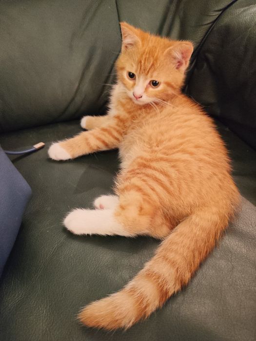 Oddam za darmo do adopcji