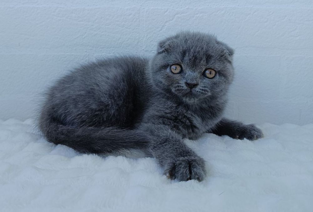 Клубні шотландські кошенята