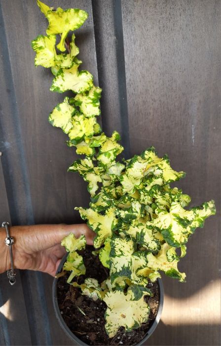 Чудовий набір плющів