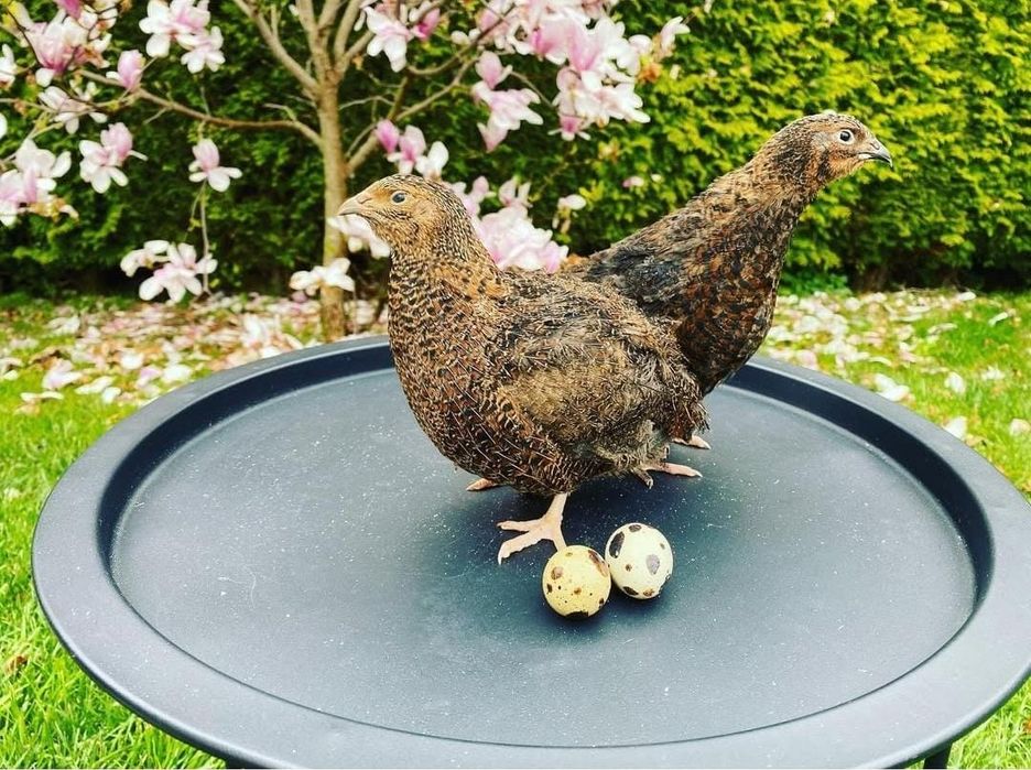 Przepiórki - rasa Faraon