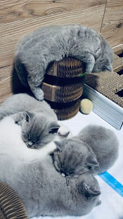 Kocurek Brytyjski Krótkowłosy Niebieski Kotek