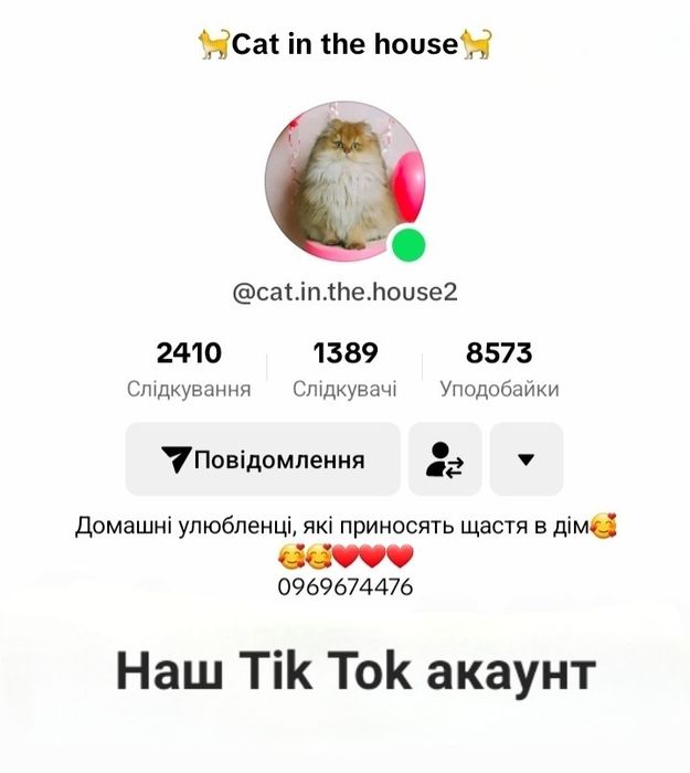 Кошеня Золота шиншила