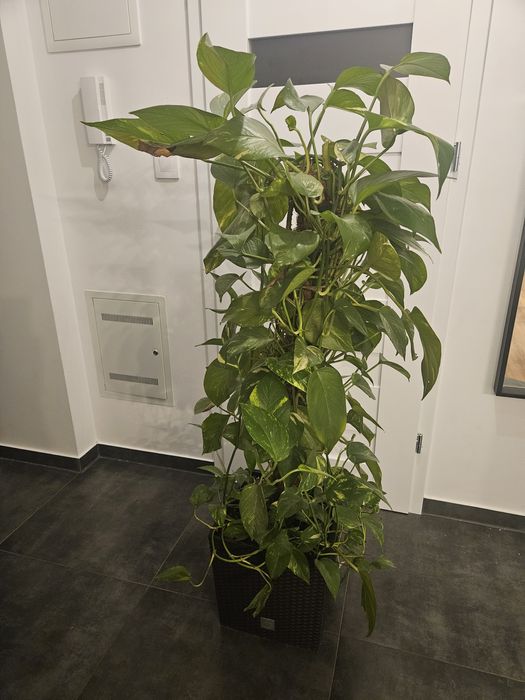 Kwiat Bluszcz diabła- epipremnum zlociste