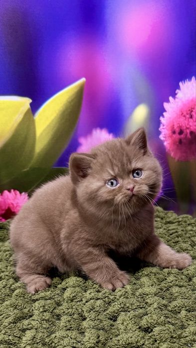 Котик мальчик британський цинамон