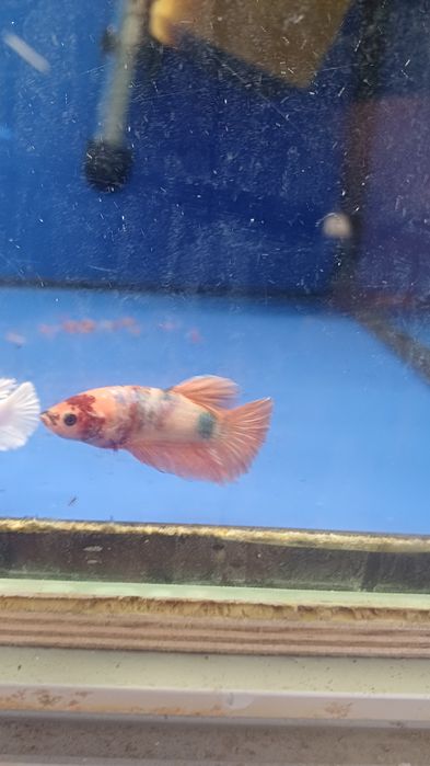 Rybki do akwarium - Samica bojownika Bojownik samice