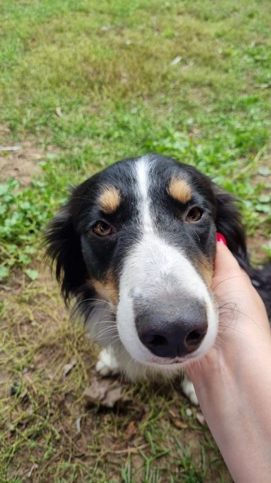 Piesek po border collie