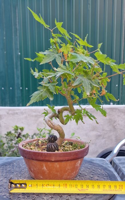 Bonsai Acer Palmatum Yamamomiji