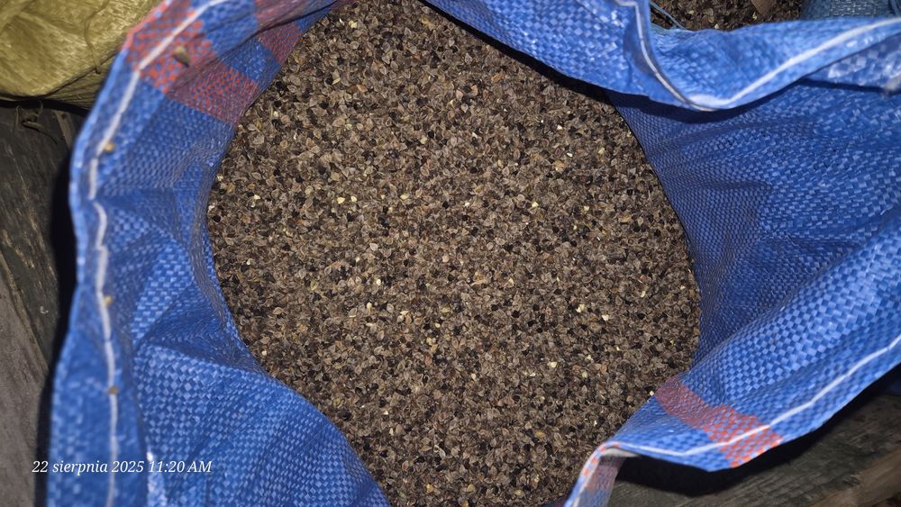 Gryka eko bez  oprysków na nawozie naturalnym