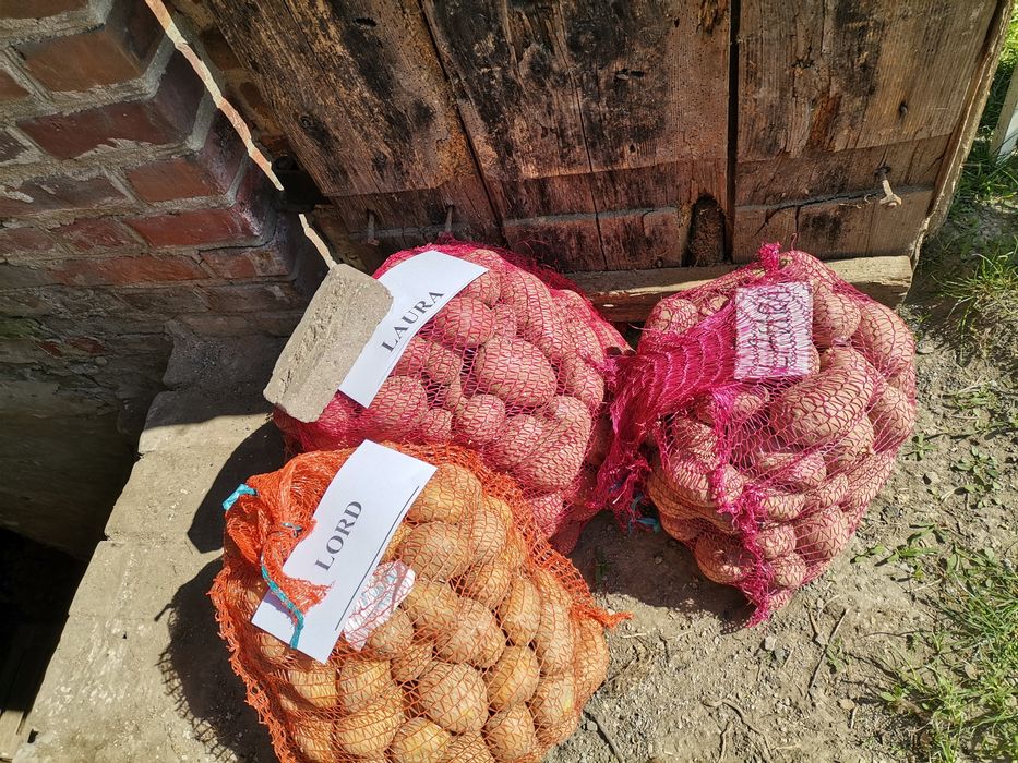 Kartofle / ziemniaki Lord, Laura i Bellarosa Stróża gm Kraśnik