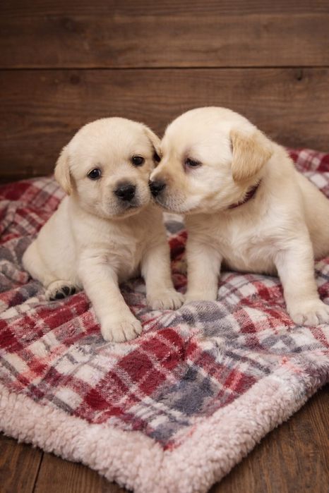 Цуценята лабрадора