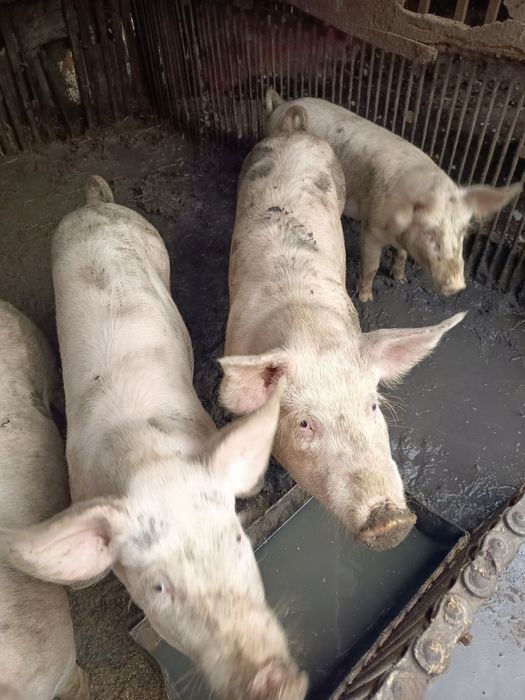 Продам домашні свині