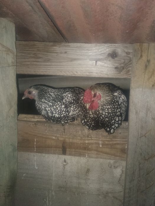Várias raças de galinhas