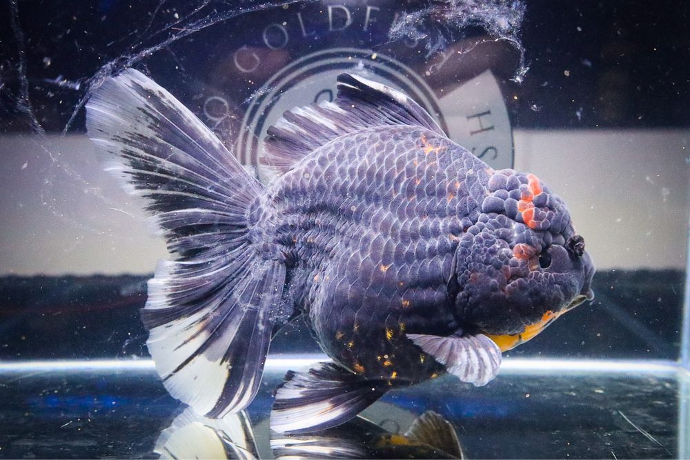 Oranda Black Tiger Jumbo RARIDADE