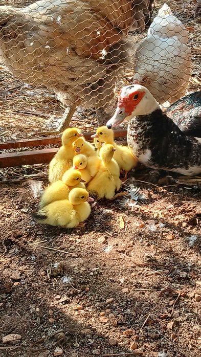 Patos mudos jovens