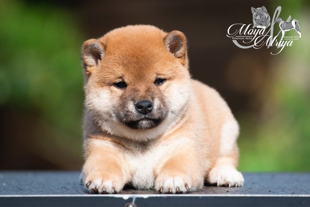 Шиба іну, хлопчик / shiba / шиба ину