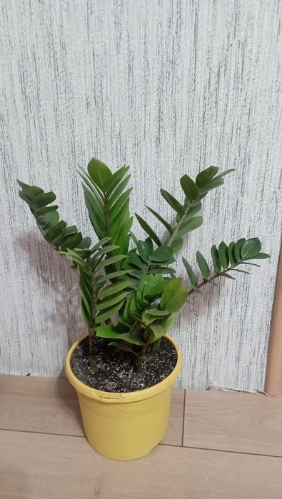 Продам замиокулькасы