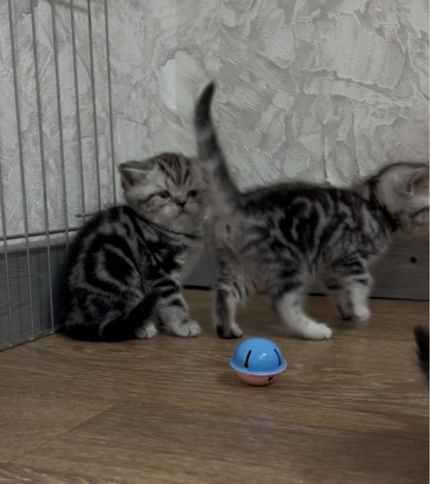 Шотландські прямовухі кошенята у мармуровому забарвленні