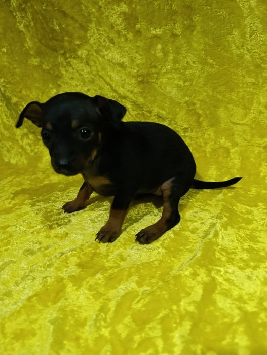 Дівчинка породи той тер'єр