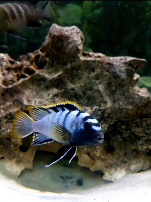 Mbamba bay ciclideos