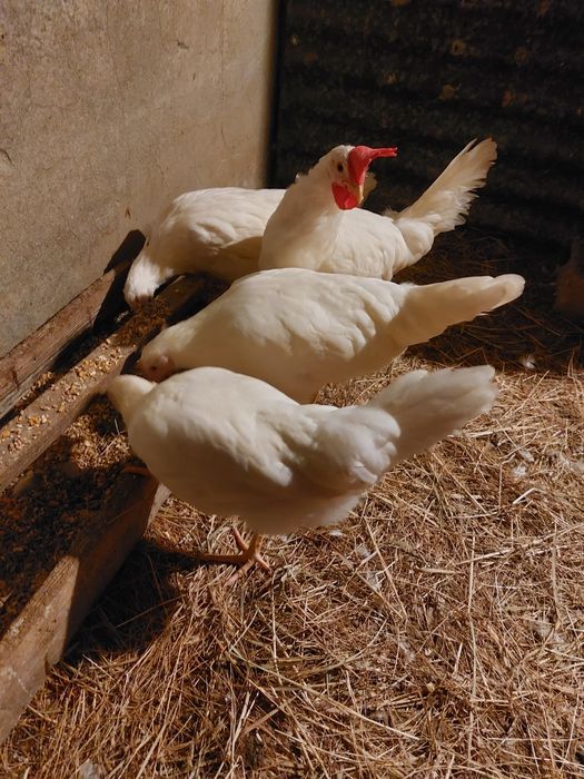 Casal Leghorn Branca Puros !!!