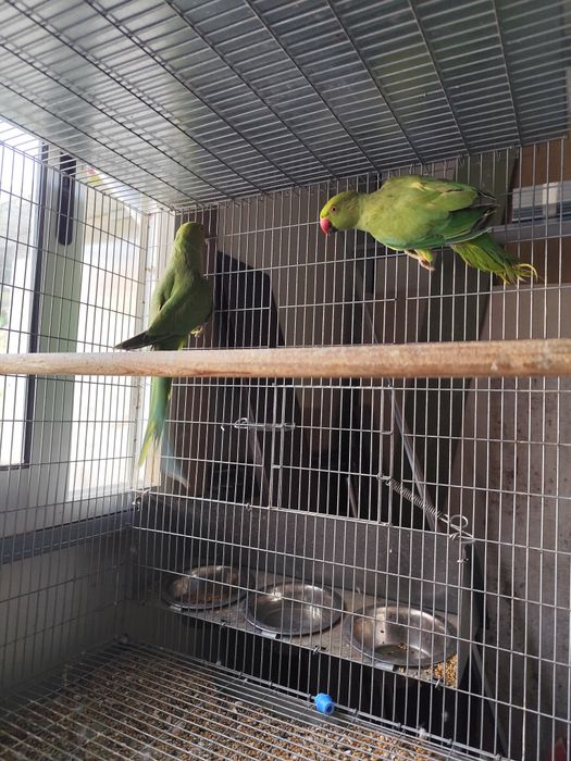 Casal de Ring Necks verdes '24