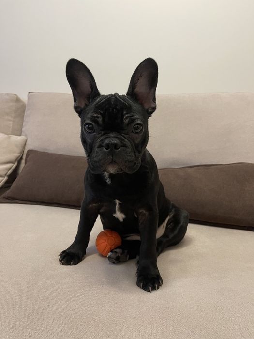 Французики Чистокровні хлопчики та дівчатка є доставка