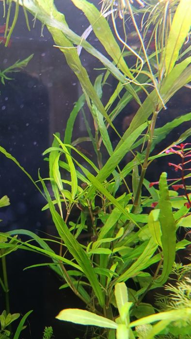 Набір акваріумних рослин