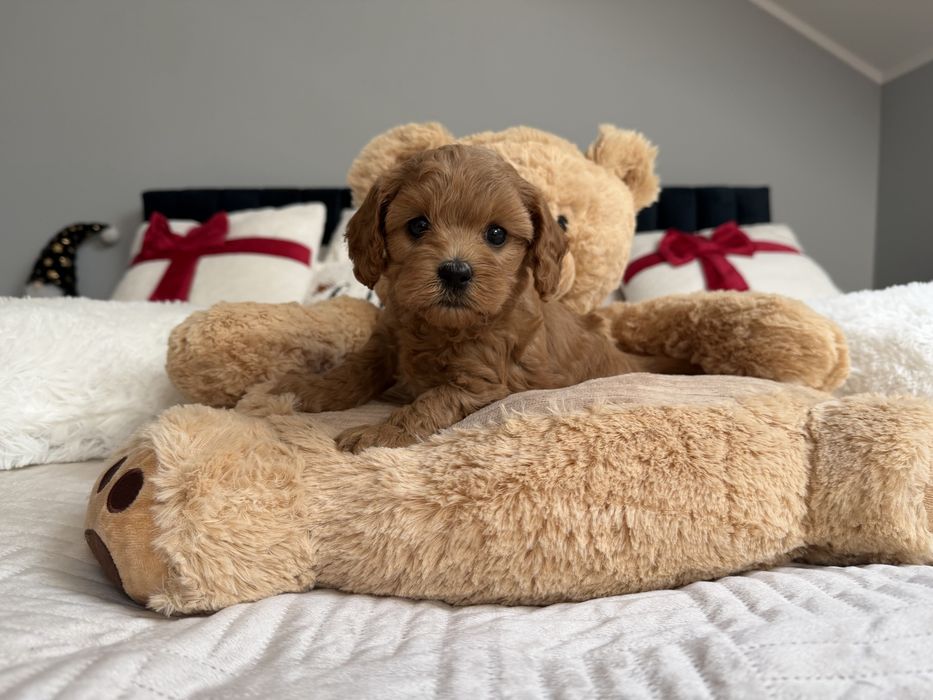 Cavapoo f1b piesek
