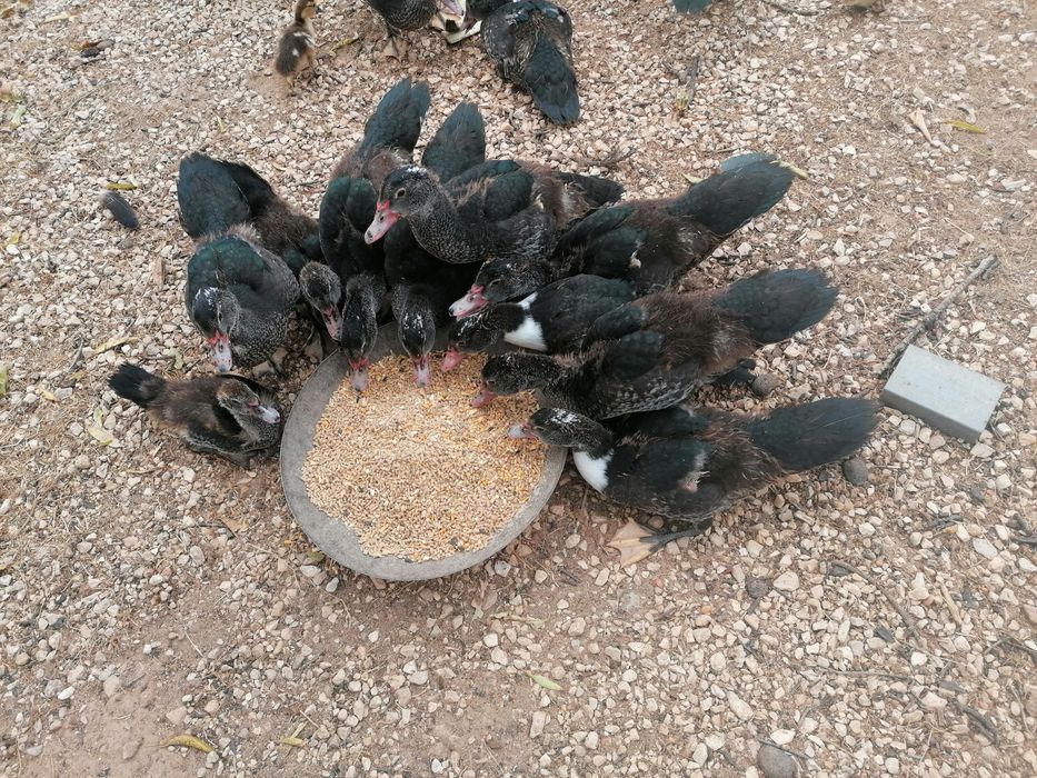 Vendo Patos 2 meses