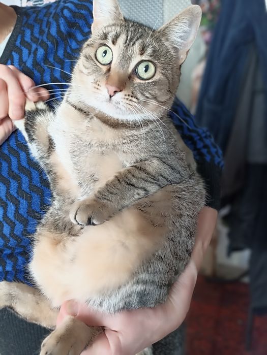 Ищет дом белая кошечка