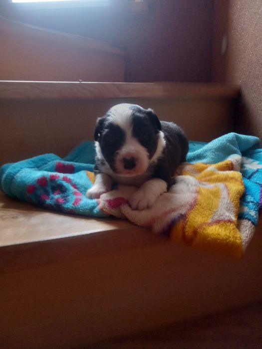 Suczka border collie