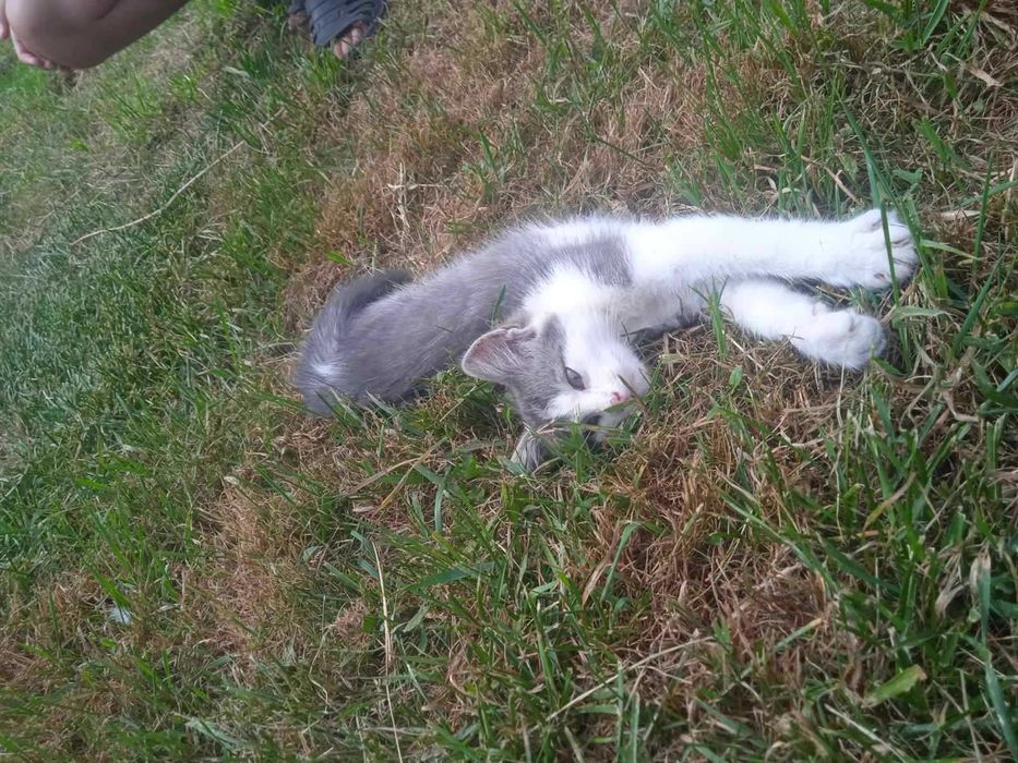 Грайливі кошенята шукають дім